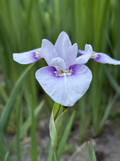 IRIS-K-BIVERSATA-Iris-x-biversata-I.-ensata-x-I.-versicolor-MALYTKA7b5ef450d04f5956