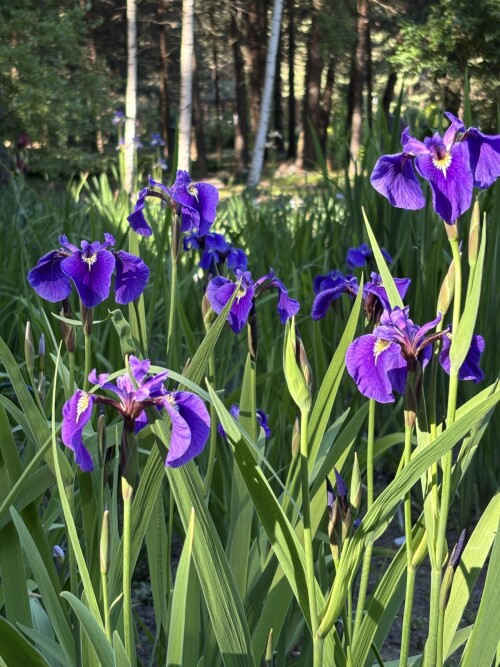 IRIS-SETINISTYI-Iris-setosa-2480bcb68e5d1bb36