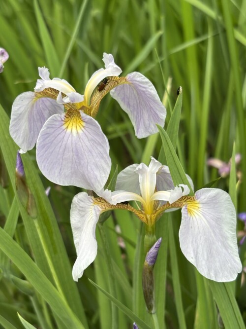 IRIS-SETINISTYI-Iris-setosa-OKINAVA-MAKAROVA739e9ecbf31ea54e