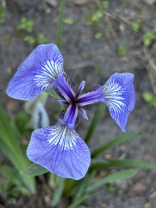 IRIS-SETINISTYI-Iris-setosa-ssp.-Sanadensis-21c5398f9fa2e93e3.jpg