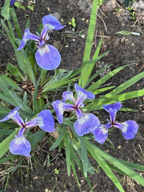 IRIS-SETINISTYI-Iris-setosa-ssp.-Sanadensis-32a337d5535858148.jpg