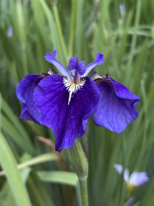 IRIS-SETINISTYI-Iris-setosae376937bd3bdb60c