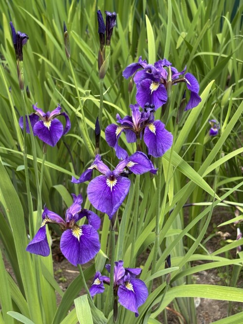 IRIS-SETINISTYIb5a6710ed28ebebb