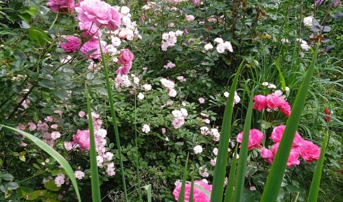 blush-seedling-2-4-7a1bf1357e4f2c8a4.jpg