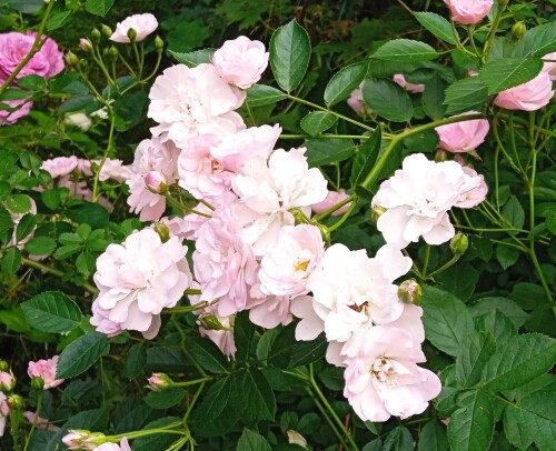 blush-seedling-4-jul2e754f0005594937.jpg
