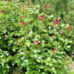 IMG_255987acc651f8c1e991