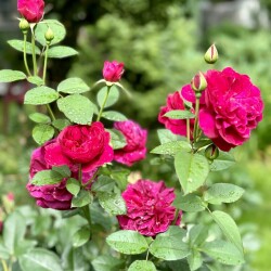 IMG_2560d205f34d052a41c1