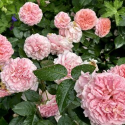 IMG_2562ab6ae73bb740766c