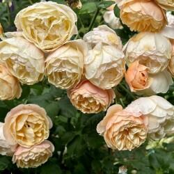 IMG_2563bfebd2ceafaabe49