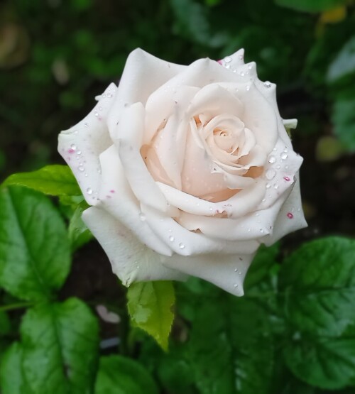 vanilla-7-73c5d0d835de06f80.jpg