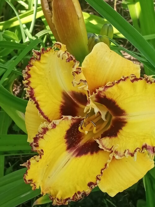 Wickedly-Wild-and-Wonderfulb510440f8cf03883.jpg
