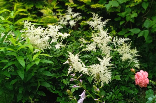 astilbe-8-7-whited2fdcfdda01d8cce.jpg