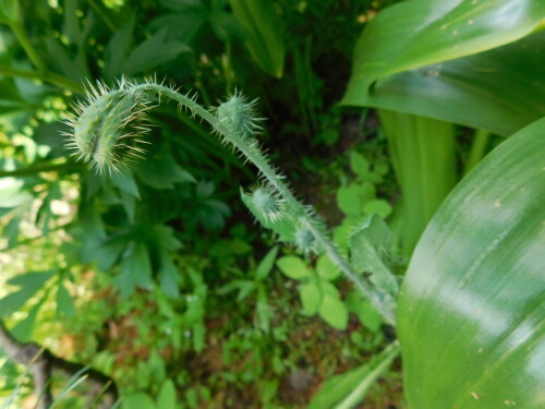 DSCN464786f1f3ee74cc9eaa.jpg