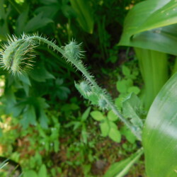 DSCN464786f1f3ee74cc9eaa