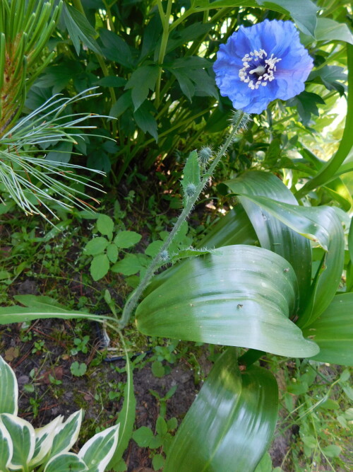 DSCN46750565660b17a39b97.jpg