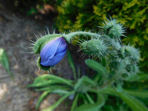 DSCN47390924f12cc7936469.jpg