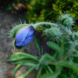 DSCN47390924f12cc7936469