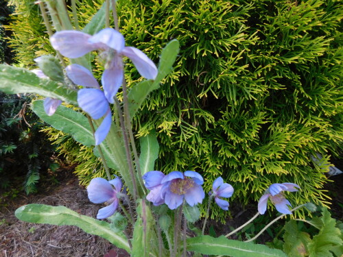 DSCN54091e321e1676540a95.jpg