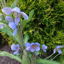 DSCN54091e321e1676540a95