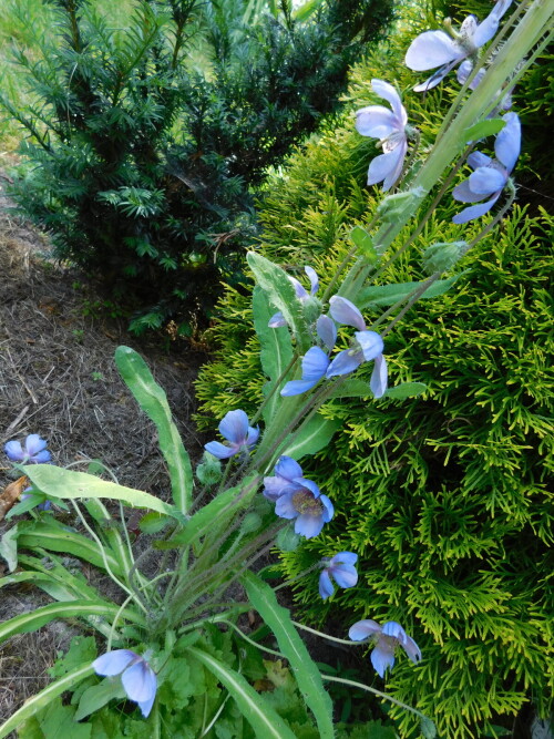 DSCN54128983361c474fc190.jpg