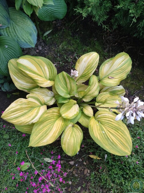Hosta Img 01782756269