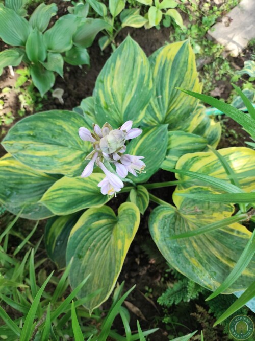 Hosta Img 01782979640