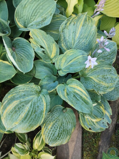Hosta Img 01783093318