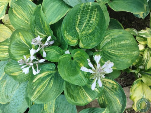 Hosta Img 01783094995