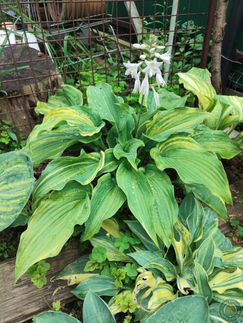 Hosta Img 01783154528