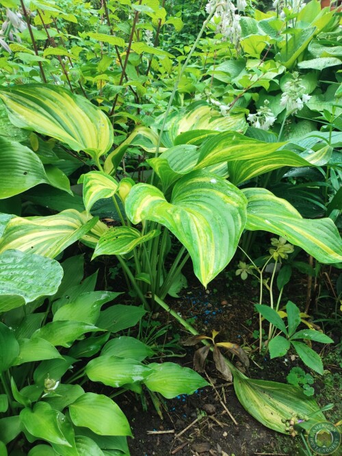 Hosta Img 01783323154