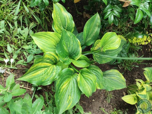 Hosta Img 01783580563