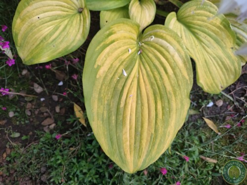 Hosta Img 11782756277