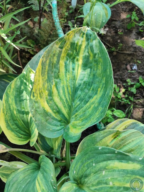 Hosta Img 11782979648