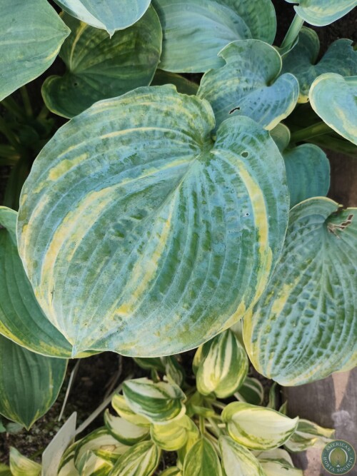 Hosta Img 11783093327