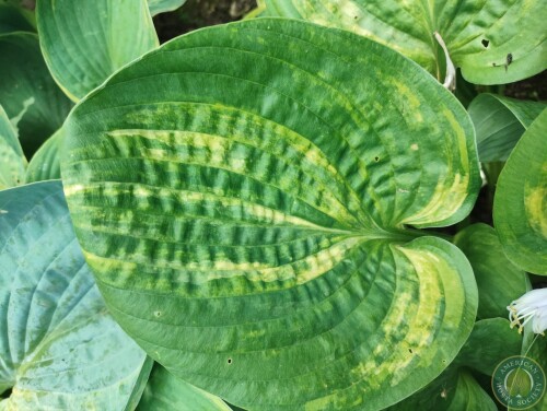 Hosta Img 11783095004