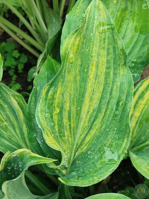 Hosta Img 11783154537