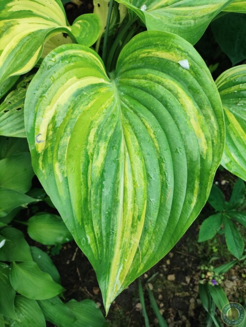 Hosta Img 11783323166