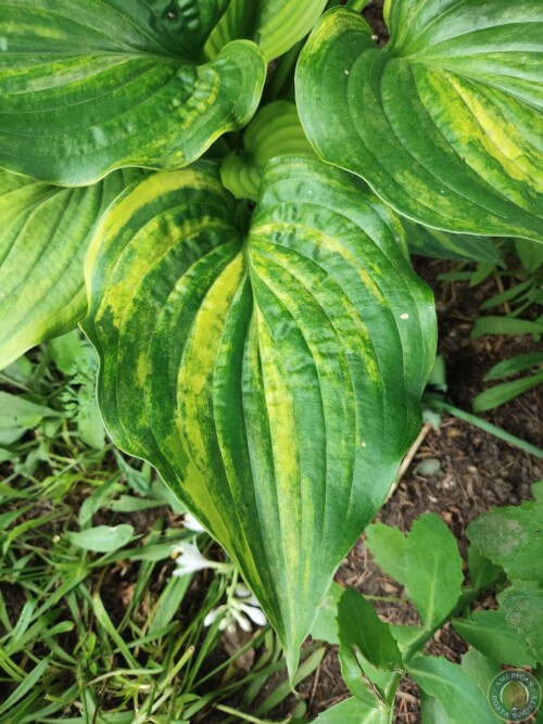 Hosta Img 11783580573