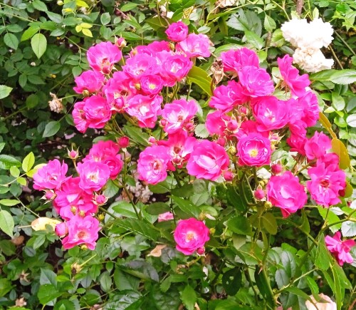 mini-seedling-9-7a994ef00ff355da6.jpg