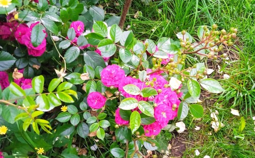 purple-seedling-9-jul2e7ae1b83bf4116c.jpg
