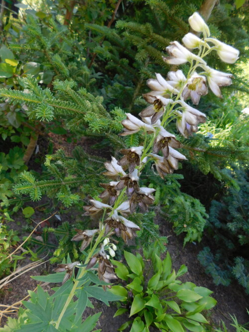 DSCN54137bee2d3a37c62d80.jpg