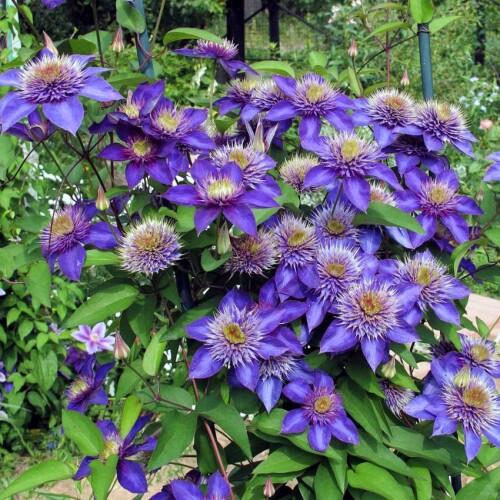 multi-blue-klematis-sazhenecz-kupit10b9c06e6d1810f7.jpg