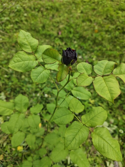 1467d78df40692ba2884.jpg