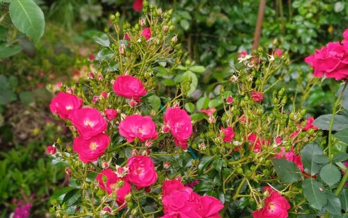 Medley-Red-11-7a18457cbf327c9cc.jpg