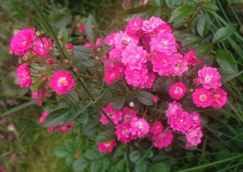 Orleans-Rose5f0ee34b26cffef6.jpg