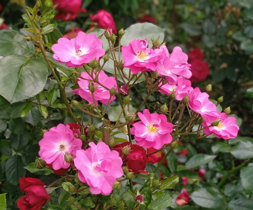 pink-seedling-11-julc6a03dab47c9e13e.jpg