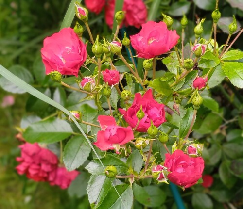 red-seedling-mini-11-79347a23f5d0ef257.jpg