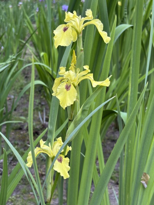 IRIS-PSEUDATA-Chance-Beauty-251ec5cd29c0272ce.jpg