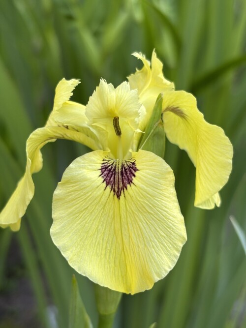 IRIS-PSEUDATA-Iris-pseudata-I.-pseudacorus-x-I.-ensata-Chance-Beauty-34c4953d1e08d5931.jpg