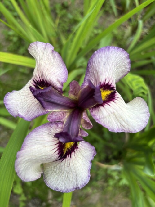 Kurokava noh
